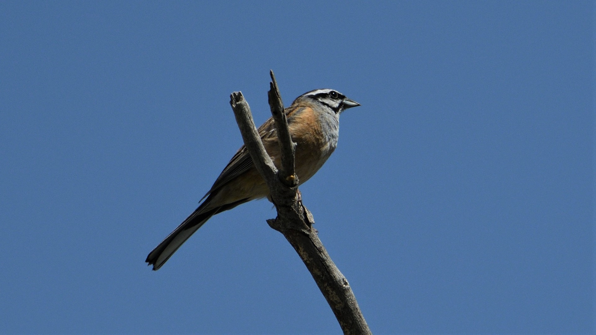 Rock Bunting